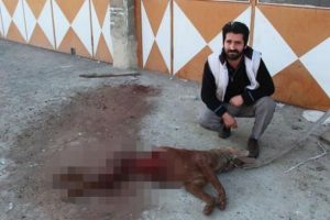 A&ccedil; kalan kurtlar işyerinin &ouml;n&uuml;ne bağlı k&ouml;peği yedi