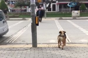 K&ouml;pek insanlığa trafik dersi verdi
