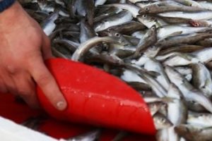Havalar ısındı, balık fiyatları d&uuml;şt&uuml;