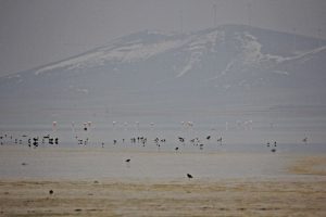 Seyfe G&ouml;l&uuml;'ne flamingo akını