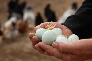 Yeşil yumurta bıldırcın yumurtasına rakip oldu