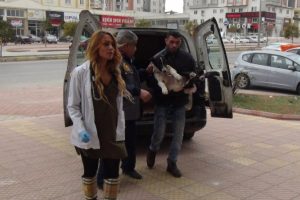 El Bab'da yaralanan sokak k&ouml;peği Gaziantep'e getirildi