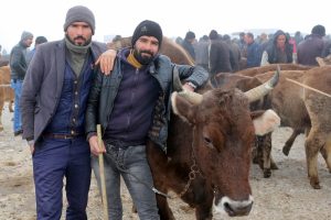T&uuml;rkiye'nin her yerine hayvan sevkiyatı