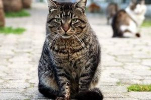 Fas parlamentosunun genişletilmesine 'kedi' engeli