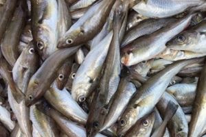 Mezgitin fiyatı 40 lirayı g&ouml;rd&uuml;