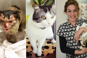 Veterinerin 'kapısını &ccedil;alan' sokak kedisi yeniden doğdu