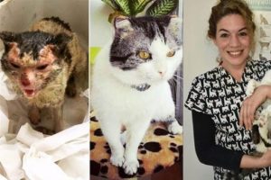 İzmirli veterinerin 'kapısını &ccedil;alan' sokak kedisi yeniden doğdu