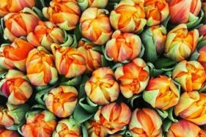 Hollanda, lale sezonunda ihracat rekoru peşinde