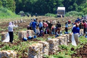 Tarım iş&ccedil;isinin g&uuml;nl&uuml;k &uuml;creti y&uuml;zde 13,4 arttı