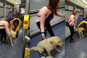 Yağmurdan ka&ccedil;an k&ouml;pek belediye otob&uuml;s&uuml;ne sığındı