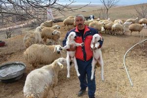 Sertifikalı &ccedil;obanlar, s&uuml;r&uuml; sahibi oldu