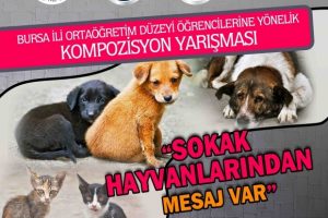 Bursa'da "Sokak Hayvanlarından Mesaj Var" i&ccedil;in m&uuml;racaatlar devam ediyor