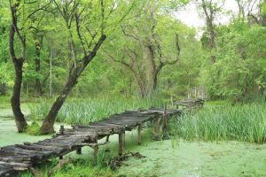 Bursa Longoz ormanları turizme kazandırılacak
