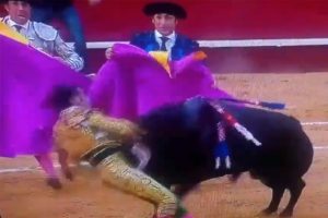 Kurban bu kez matador oldu