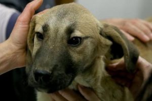 'Kuyu' k&ouml;pekle ile ilgili flaş iddia