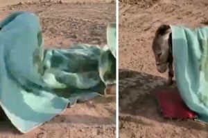 Bu eşek battaniye ve yastıkla uyuyor