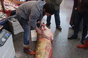 Bursa İznik G&ouml;l&uuml;'nden 8 yıl sonra canavar &ccedil;ıktı