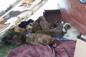 Bursa'da 53 yavru k&ouml;peğe belediye sahip &ccedil;ıktı