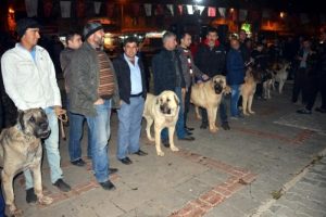 Hollanda'yı Kangal k&ouml;pekleriyle protesto ettiler