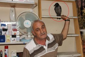 &Ccedil;alınan kargasını getirene para &ouml;d&uuml;l&uuml;