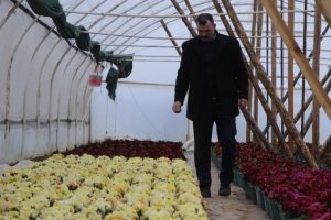 Bursa Uludağ'ın tohumları altından değerli