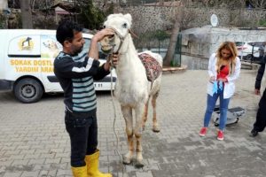 Kuyruğunu kesip, k&ouml;r ettikleri atı sokağa attılar