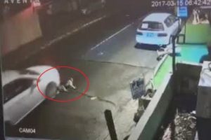 Bunu yapan insan olamaz: Yaralı k&ouml;peği ezip ge&ccedil;ti!