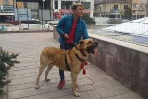 Hollanda'yı Kangal k&ouml;pekleri ile protesto ettiler