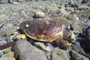 Caretta caretta karaya vurdu