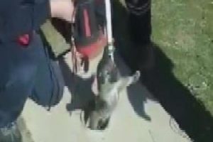 Kuyuya d&uuml;şen yavru k&ouml;pek kurtarıldı