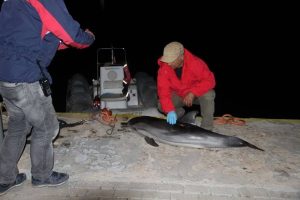 Kuşadası'nda &ouml;l&uuml; yunus bulundu
