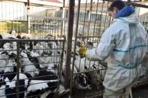 Kuş gribi Fransa'nın doğusuna sı&ccedil;radı