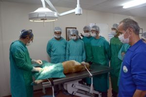 Bursa'da belediye 2 ayda 926 hayvana sahip &ccedil;ıktı