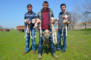 Bursa'da d&ouml;rd&uuml;z doğuran koyun b&uuml;y&uuml;k şaşkınlık yarattı