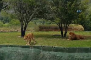 Safaride korku dolu dakikalar