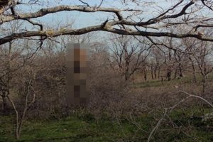Tekirdağ'da bir tilki ağaca asılmış halde bulundu