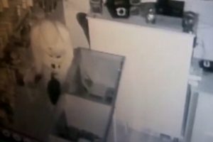 &Ccedil;aldıkları cep telefonlarını hayvan dışkısına saklamışlar