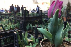 İstanbul Kartal'da Lale Festivali