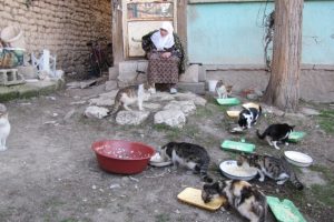 60 yıldır sokak kedilerine bakıyor