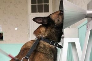 &Ccedil;oban k&ouml;pekleri kanseri tespit ediyor!