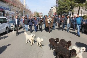&Uuml;nl&uuml; t&uuml;rk&uuml;c&uuml; &ccedil;oban oldu, koyunlarla şehri gezdi