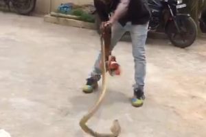 Zehirli yılanla oyuncak gibi oynadı