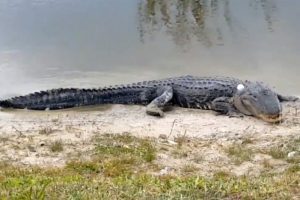 Kendisine atılan golf topuna kafa attı