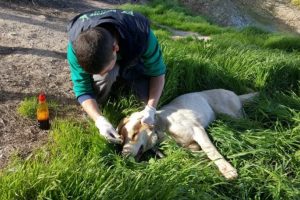Mehmetçik, sınırdaki yaralı köpeği kurtardı
