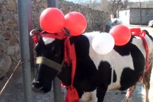 Torunlarını okutmak i&ccedil;in istediği ineğe kavuştu