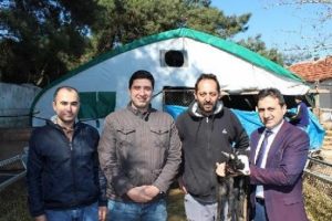 Bursa'da 100 koyunla başladı, şimdi 700 koyuna bakıyor