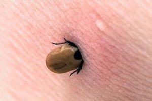 Lyme hastalığı nedir? Lyme hastalığı belirtileri nelerdir?