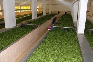 &Ccedil;aykur 1500 ge&ccedil;ici iş&ccedil;i alacak