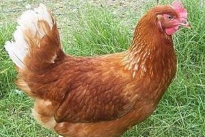 Kocasını tavuğa tecav&uuml;z ederken yakaladı