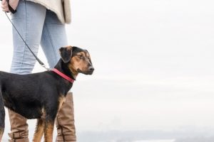 Bu k&ouml;pekler diyabet hastaları i&ccedil;in eğitiliyor